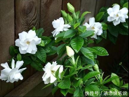 养护|栀子花养成“黄脸婆”，剪一刀、浇点酸水，20天叶片油绿、翠亮