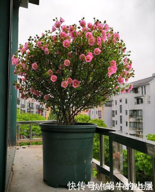 养护|夏天养这4种花,千万别淋雨,一沾水就黄叶掉花苞,记得搬进屋