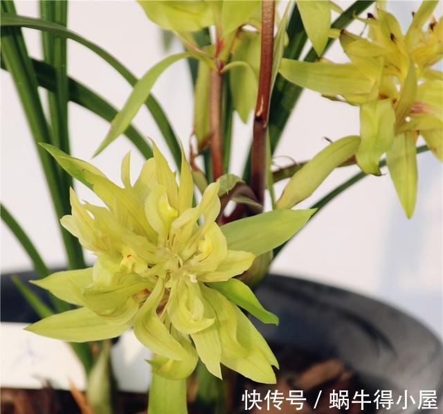 焕发|兰花难发新芽，注意“三害一控”，焕发根系活力，荷瓣逾百兰香浓
