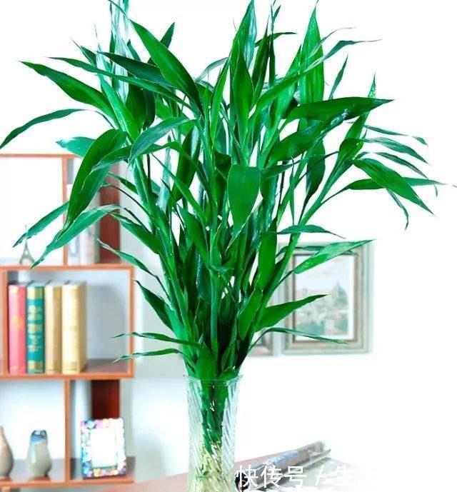 风水|家里养上5种“竹”,吉祥“好运”,清雅大气,添福又添丁