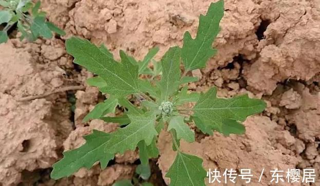 野菜|蒲公英、香椿、榆树钱、白蒿,一种野菜治一种病,了解一下
