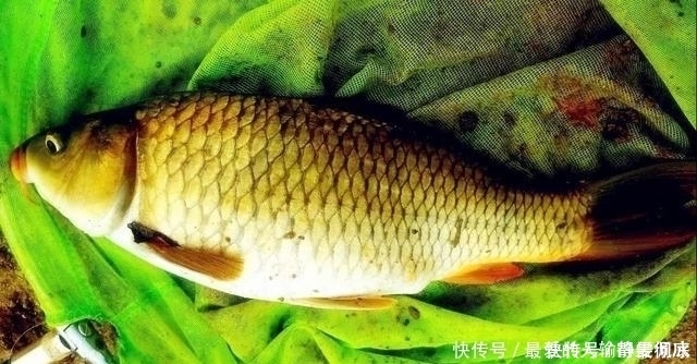 十年野钓经验后才发现一旦进入了夏季,这四种鲤鱼最感兴趣