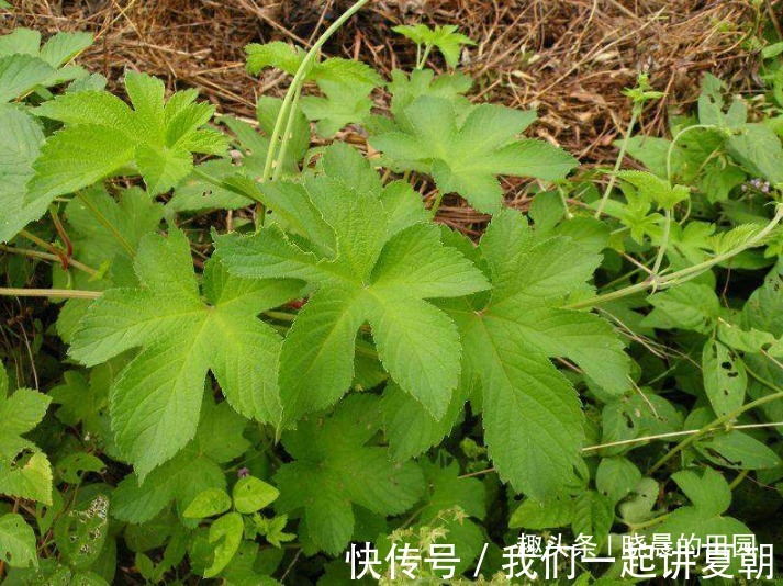 拉拉藤|农民地里这野草，20年都不知是治病良药，太可惜了，效果贼拉好
