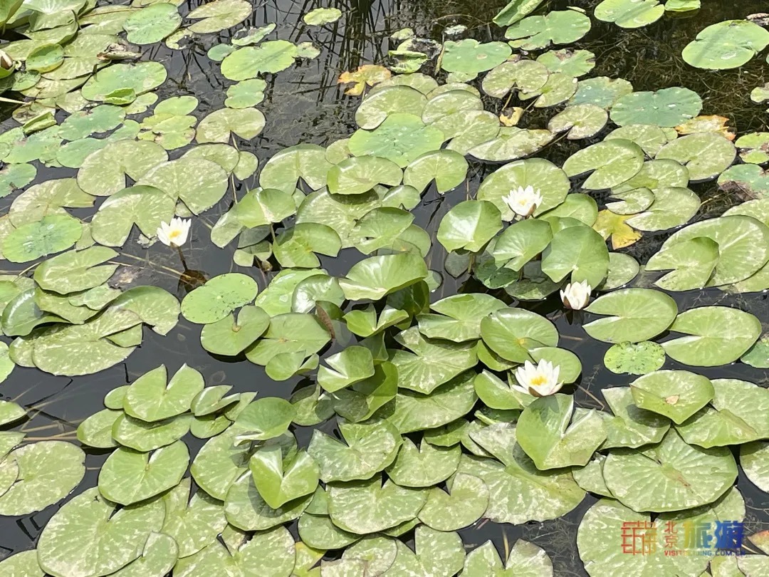 雏菊|北京亦庄超大规模雏菊花海正在盛花期，五颜六色，颜值爆表！