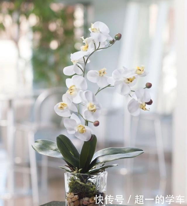 卫生间里少不了8种植物，水培土培都可以，阴凉潮湿处容易养好！