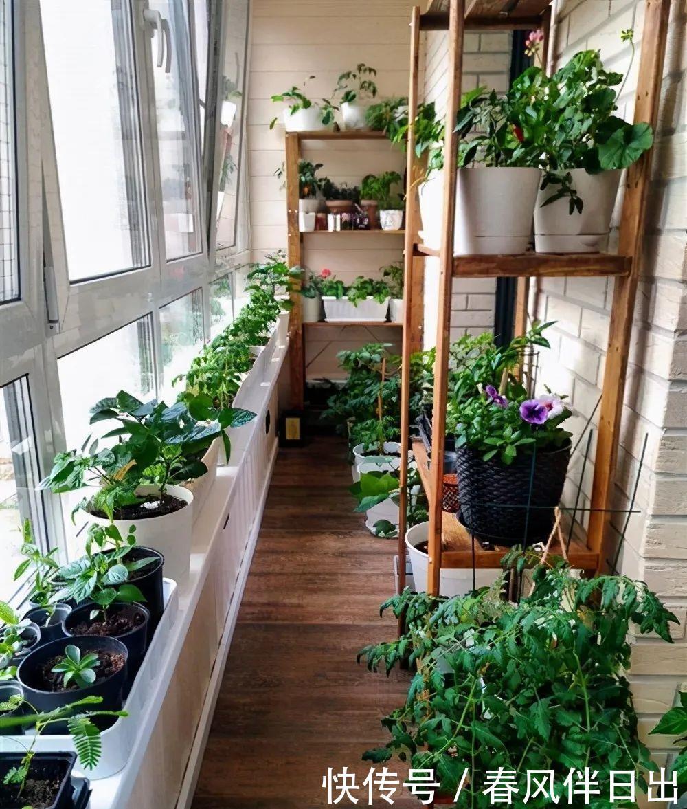 过上悠哉的小日子,不一定非要院子,有个阳台,一样可以养花种菜