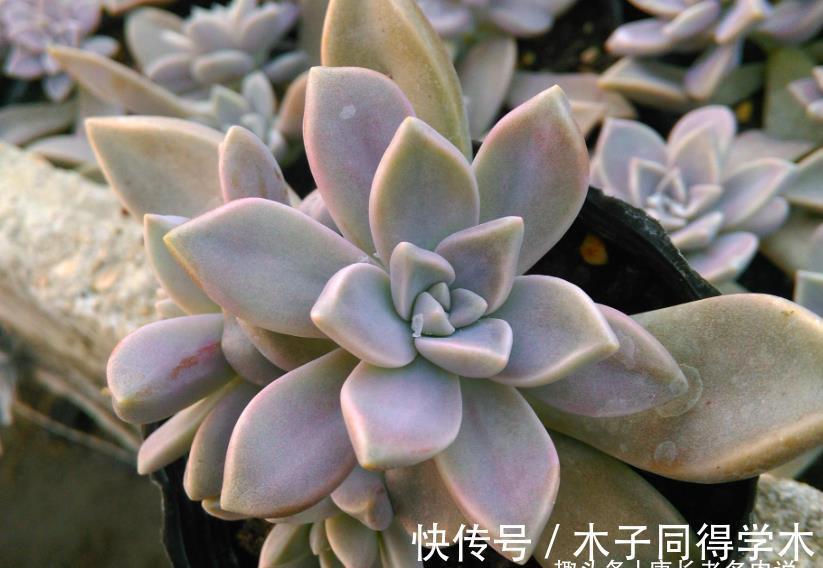 养护|胧月这样皮实的多肉还怕水浇多了?别担心,稍微处理一下就好啦