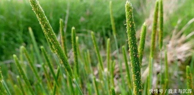 根茎|路边常见的牛筋草,生命力旺盛又结实,不能小瞧作用多