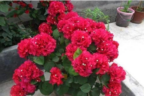 3种花,爱吃豆,盆里埋10粒,俩月不施肥,叶子绿,开大花!