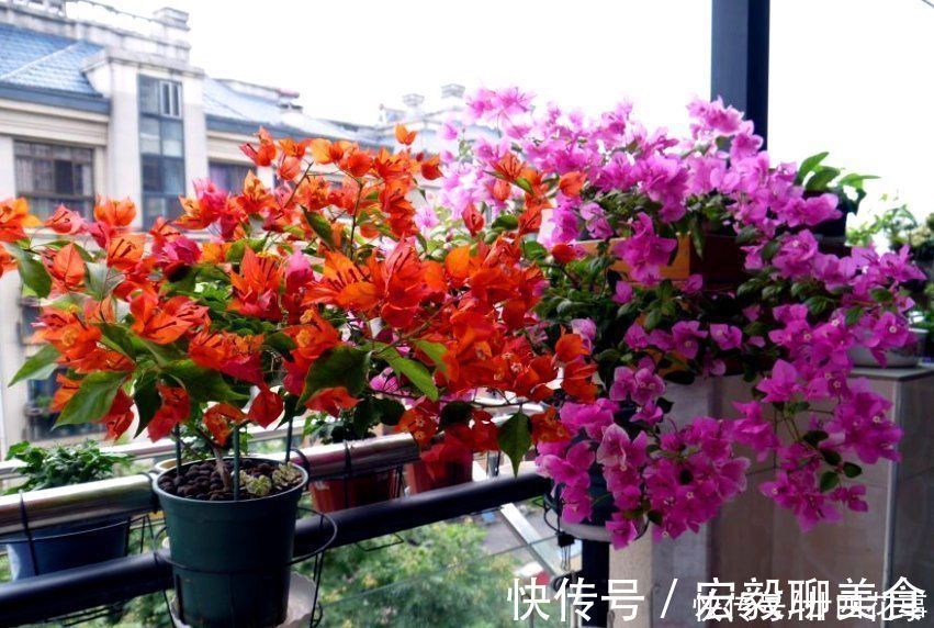 养6种花,手不能懒,经常“剪一剪”,越剪越爆盆