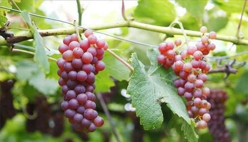 春天要常吃的3种食物，清热解毒，增强体质，让肌肤光滑无皱纹