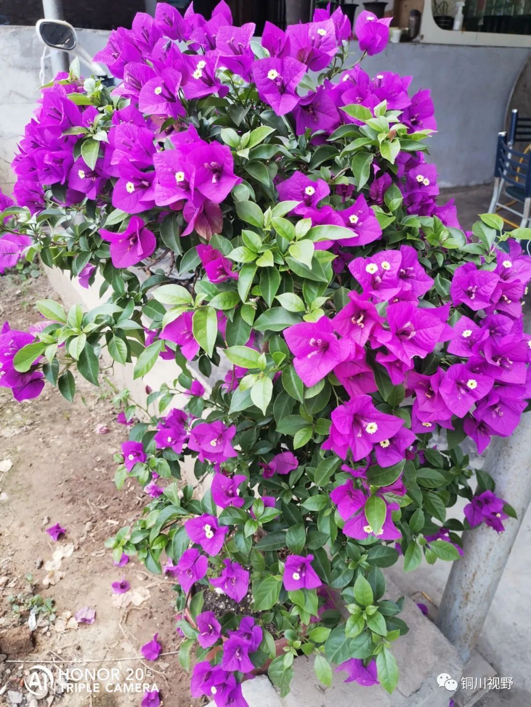 夏季|到了夏季,盆栽三角梅花开得很是鲜艳