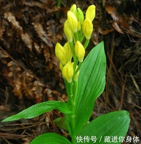 我国特有的单种属珍稀濒危兰花——金佛山兰