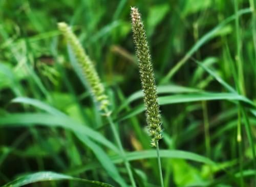 高血糖|血糖高是因为面条吃多了？提醒：稳定血糖，这3种食物尽量避免