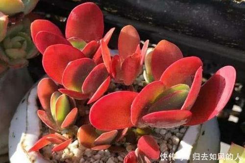 叶片|平平无奇的多肉唐印,做好几件事,叶片红艳艳,谁见了都夸美