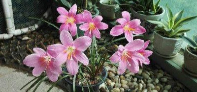 此花卉漂亮,美如莲花,花期长花量大,最好养,懒人新手盆栽佳品