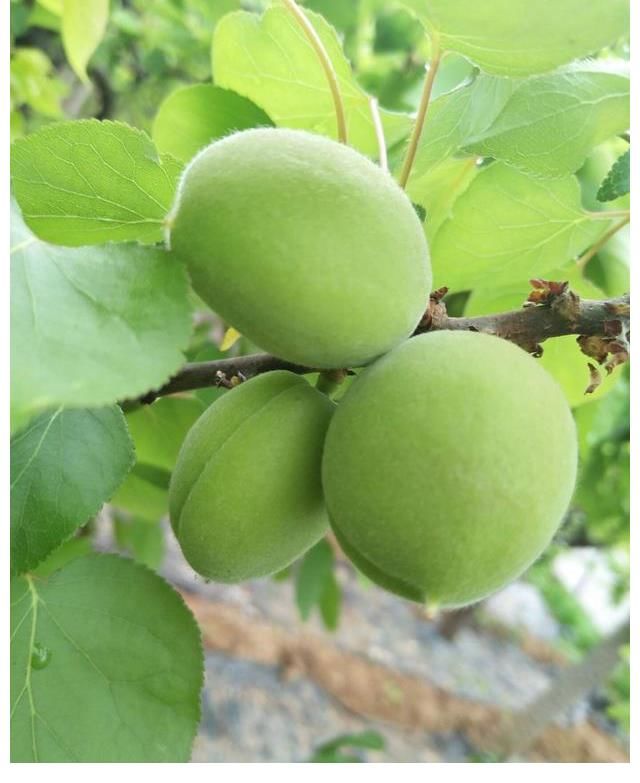 光绪|她今年135岁，生于光绪年间，最爱吃一种水果，一般人都不喜欢吃