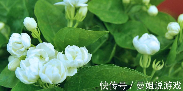 养花总黄叶,学会1招,3天绿回来,花卉蹭蹭长