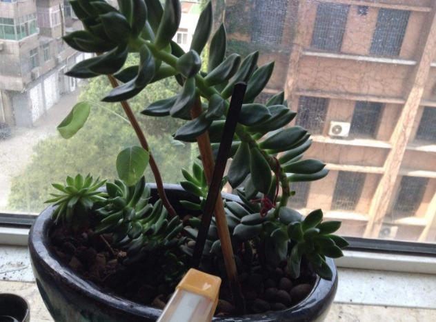 修剪|多肉枝干徒长学会剪一剪,母株变美、枝干扦插成新生幼苗