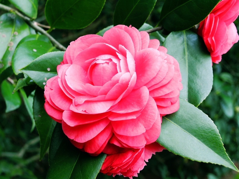 此花有着迷人的魅力，是自己最想要的爱，还有着阵阵清香