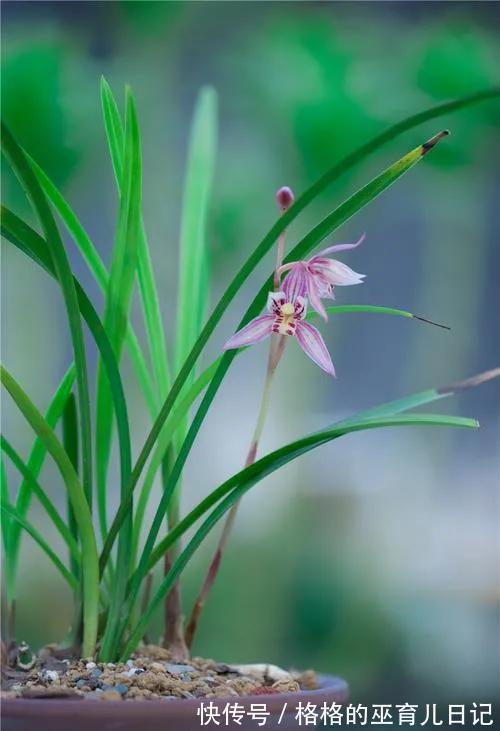 要想养好花，沤土沤肥很重要，怎样操作