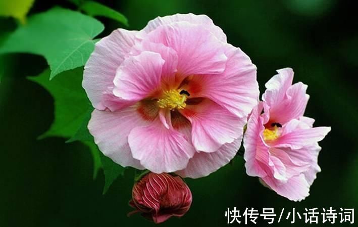 汴梁#宋词里的重阳节：读晏殊这首《诉衷情》，品味宋代的重阳节习俗