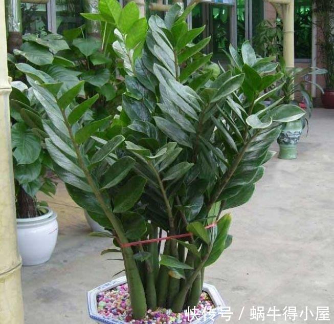 春节不能错过的4种招财花,旺人又聚财,快养