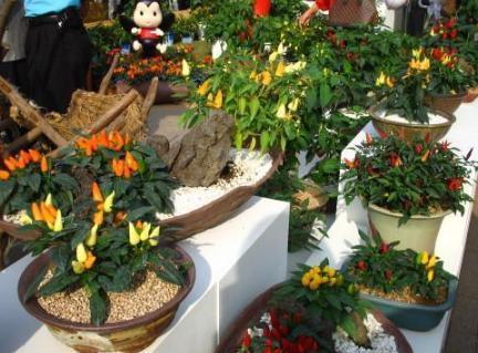 犯愁养花还是种菜别选了，种植8种蔬菜盆栽看着五颜六色