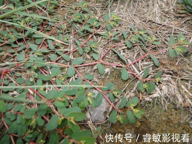 马齿笕|马齿笕的“孪生兄弟”,人称“血见愁”,止血不留疤,你见过吗?