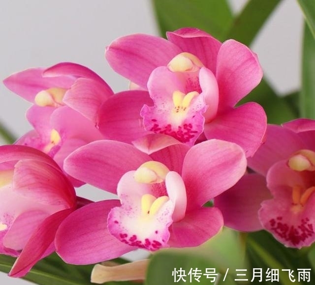 生活环境|建议每位养花人:阳台养花首选“香水之花”,花香浓郁、休养身心