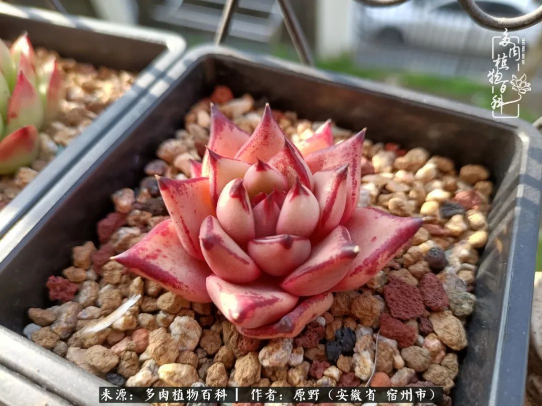 揭秘那些干净又温暖的多肉照片从哪里来
