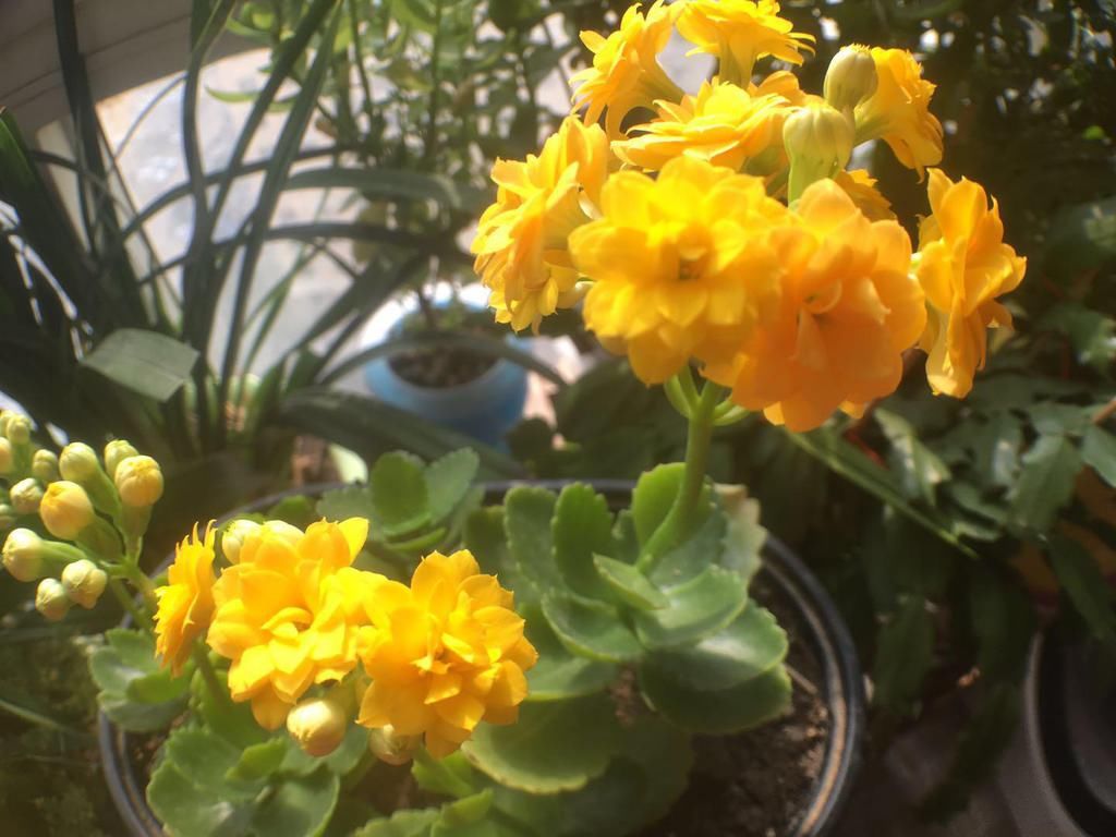  好看|长寿花好看却养不好，对照这“7点”，来看看问题出在哪？