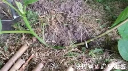阳台|学会这9个扦插绝招，插啥活啥，蹭蹭长出大白根，阳台多的放不下