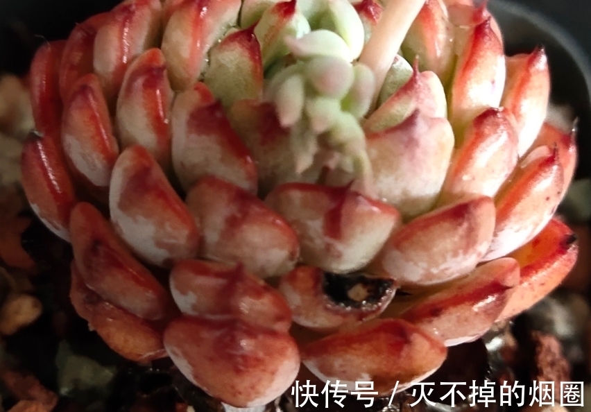 多肉植物怎么处理花剑才好,不剪花剑行不行,一起来了解一下吧