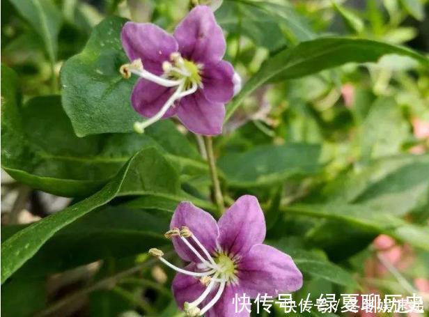 光照|不会养花,就养这2种绿植,好养能吃花芳香,两年长成盆景