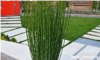 这种野草农村地沟里倒处都是,一番收拾打扮,成了一盆漂亮盆栽