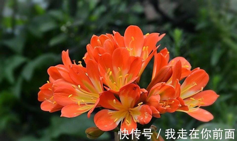 君子兰还不开花,怎么办用1招,顺利长出14片叶,开花爆盆