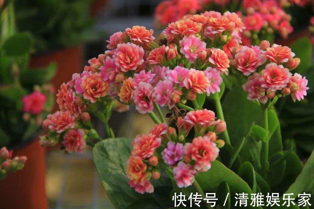 生根|长寿花剪下来的枝条别浪费，教你插土里，一年不用买花了！