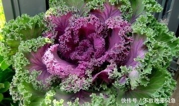 解毒|农村3大野菜宝贝,个个营养价值高,健脾开胃、利尿解毒、治牙痛