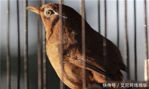 服气|经典绝对!上联:鸟在笼中,恨关羽不能张飞,下联让网友直说服气