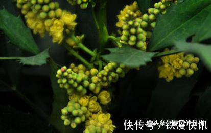 植物|野草“十大功劳”真有那么多药用价值吗种植前景和收益看好吗