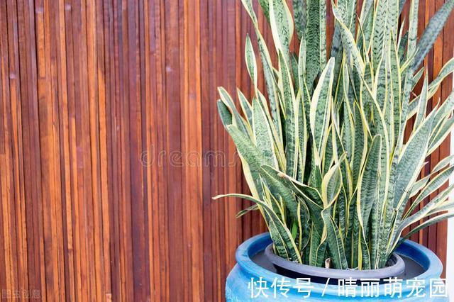 沙漠玫瑰|夏天3种植物,浇水越多死的越快,赶紧管住手