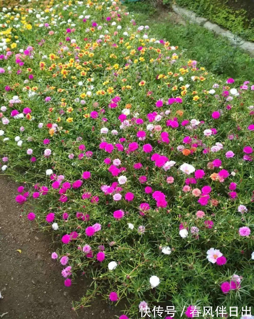 白檀|养到烦人的花，盆都不够用，扔掉还很心疼