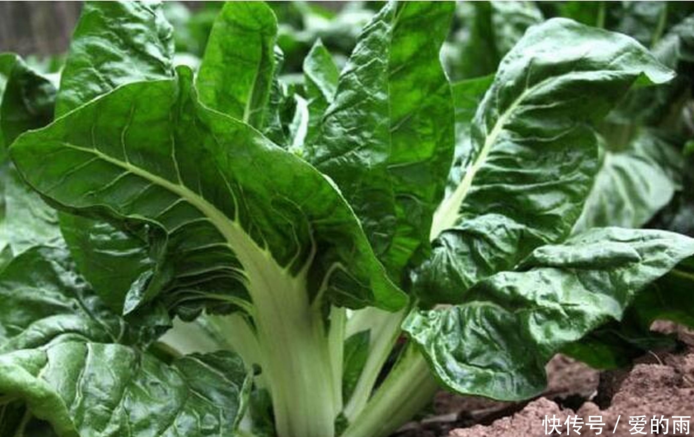 农村长的这厚合菜,这样做比肉还好吃!肉吃过怕血压高,来吃这个