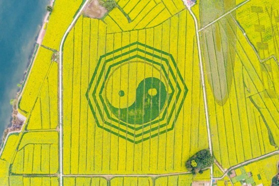 老年|三月是属于油菜花的季节,国内这些油菜花美景地你去过几个?