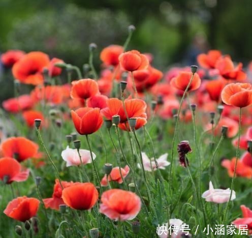 虞美人|养花不能乱养,这6种花不能放在室内,花香浓郁植株有毒