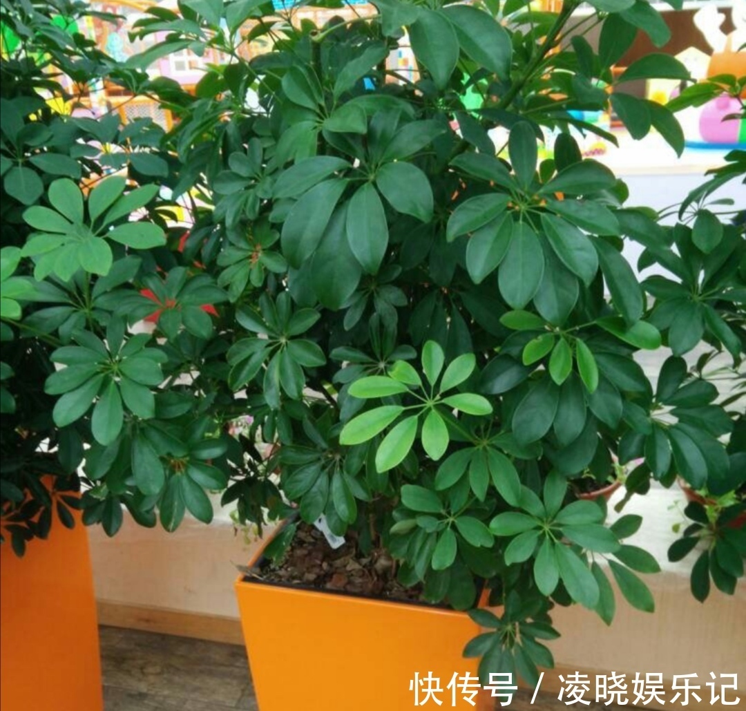 散尾葵|12种“健康花”,家里没太阳,照样长爆盆,贵气漂亮,旺家又养人