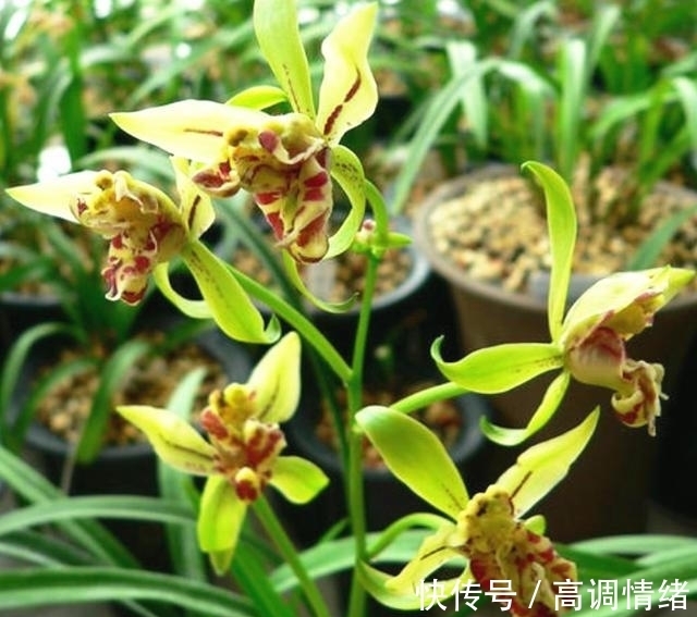 此兰,拥有多个花鼻跟花舌,造型奇特,芳香四溢,易花易芽还好养