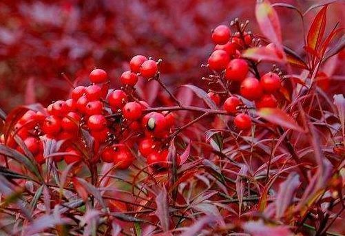 这些花草放在盆里不用管,也一样能爆盆,超级好养活,懒人的福音