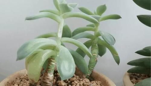 叶子|多肉出现徒长了?揪掉叶子,能变成老桩吗?这个想法“大错”